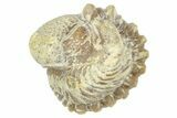 Enrolled Paciphacops Trilobite - Black Cat Mountain, Oklahoma #362998-2